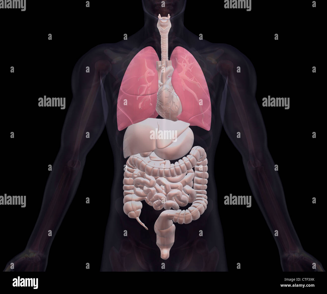 Biomedical illustrazione che mostra umana di organi interni Foto Stock