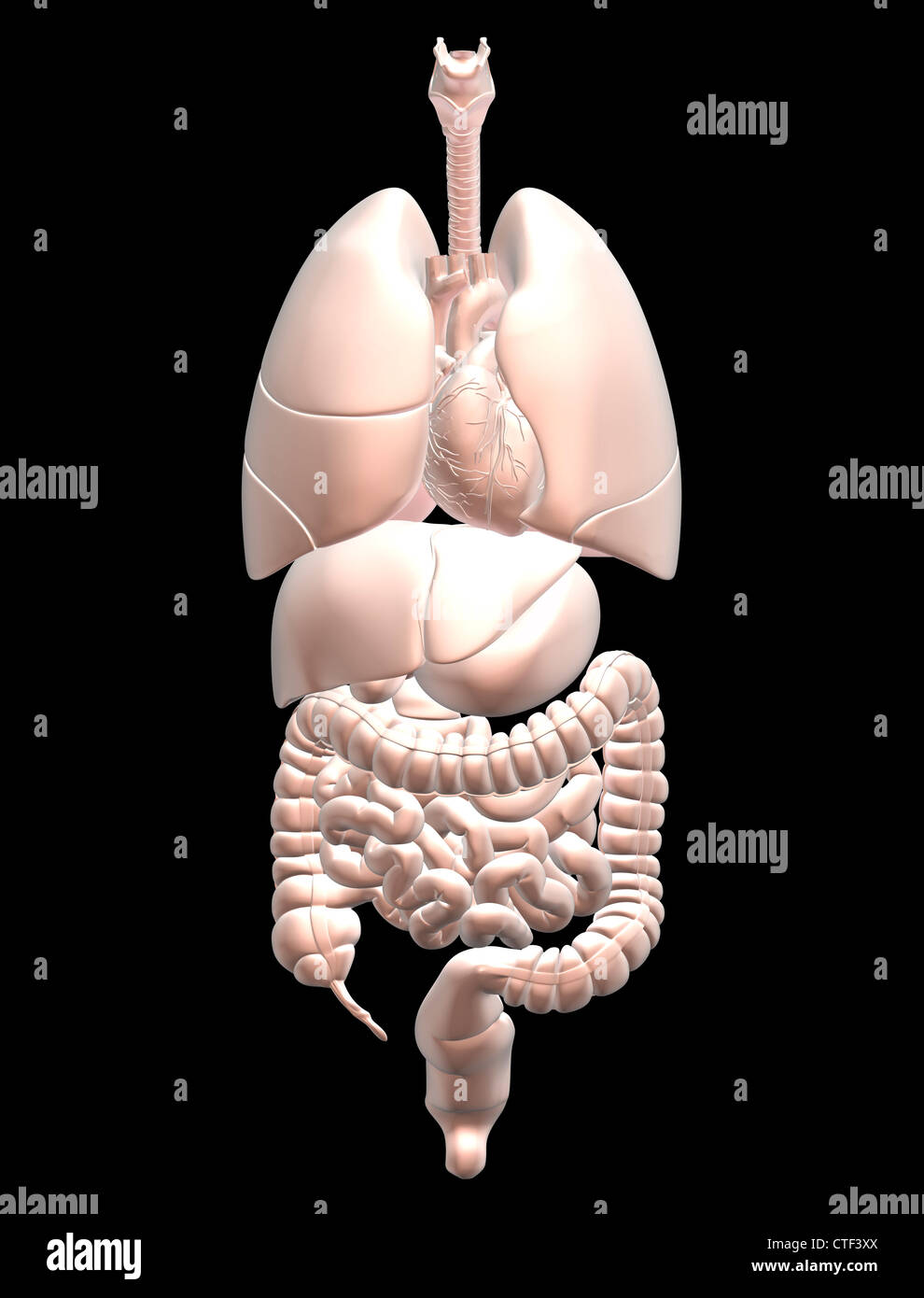 Biomedical illustrazione che mostra umana di organi interni Foto Stock