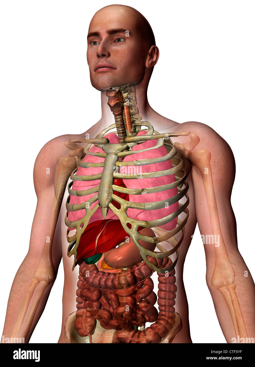 Generati digitalmente immagine interna di organi umani Foto Stock