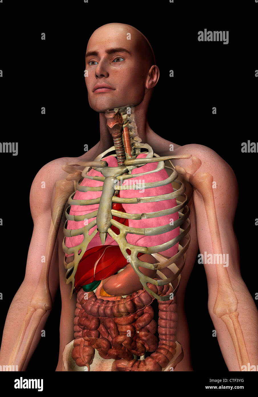 Generati digitalmente immagine interna di organi umani Foto Stock
