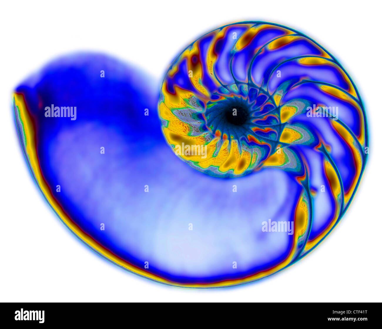 Studio shot di nautilus shell in x-ray Foto Stock
