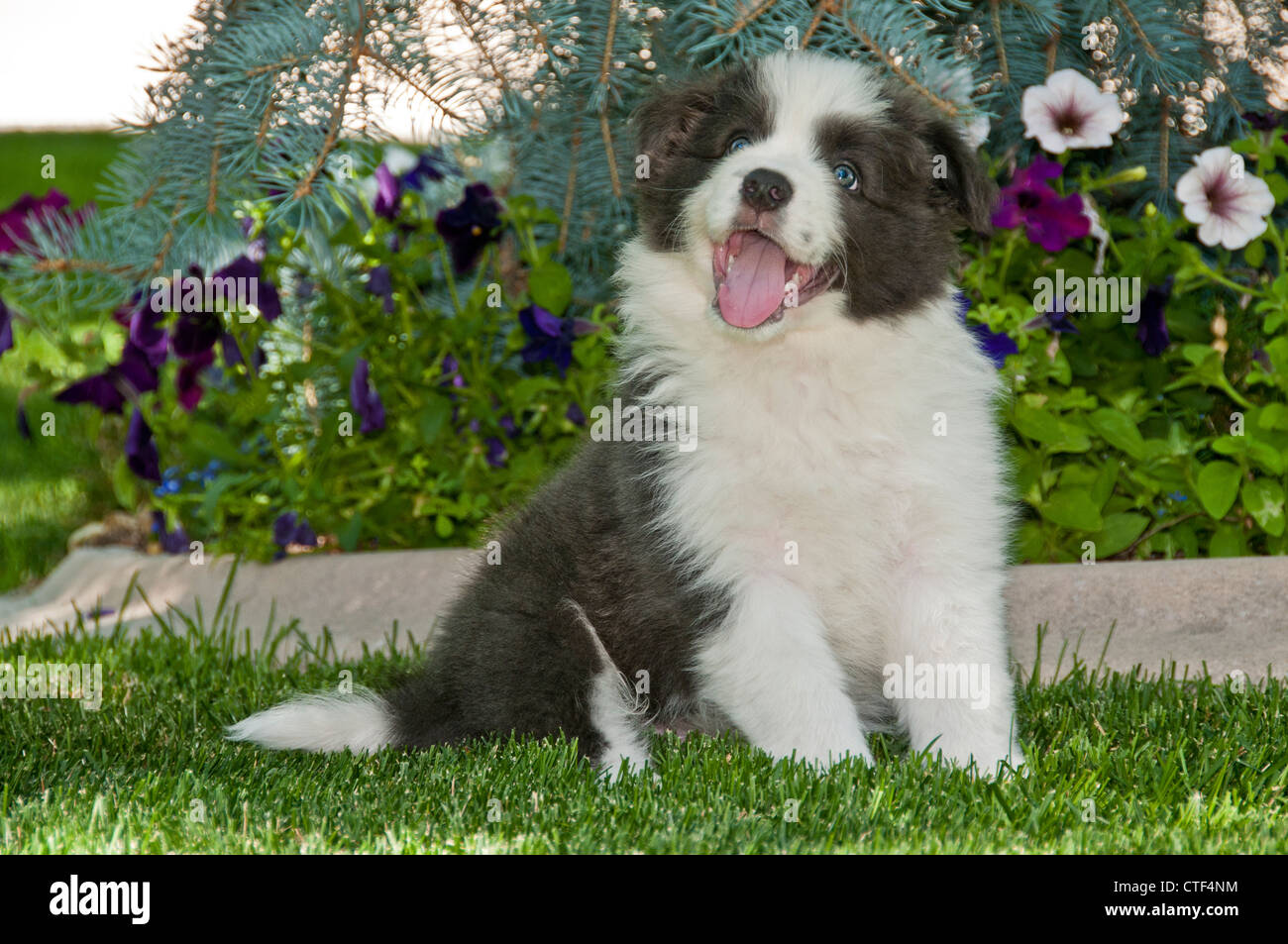 Regalo cucciolo Border Collie da Volontario a Benevento cuccioli border collie