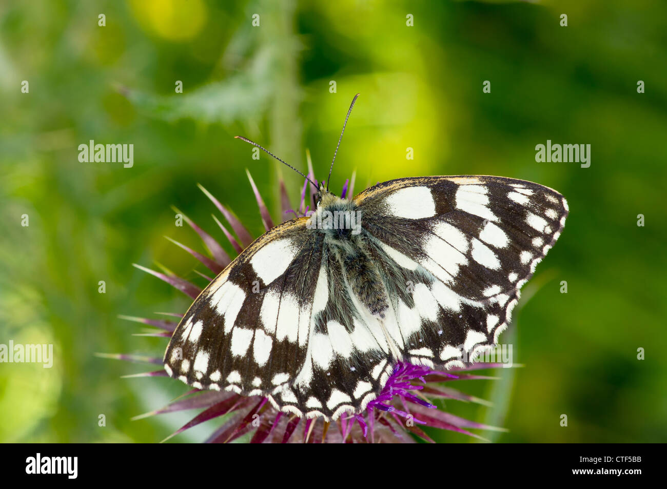 Bianco Marmo Butterfly Foto Stock