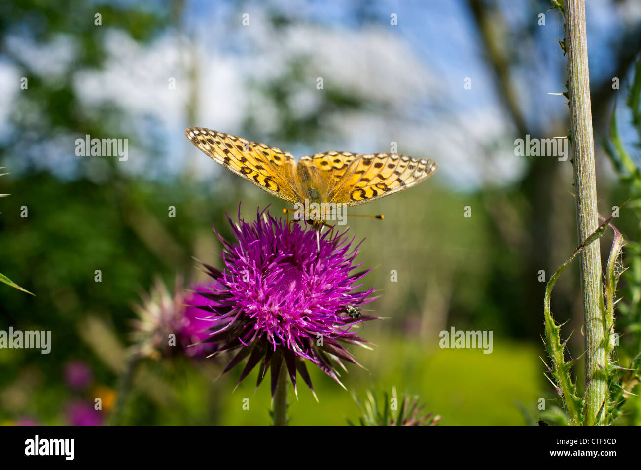 Verde scuro Fritillary Butterfly Foto Stock