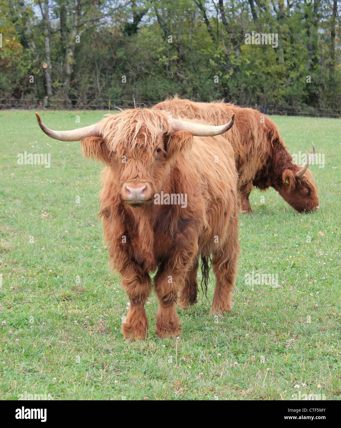 Marrone Mucche Scozzesi Con I Loro Grandi Corna In Un Prato Foto Stock Alamy