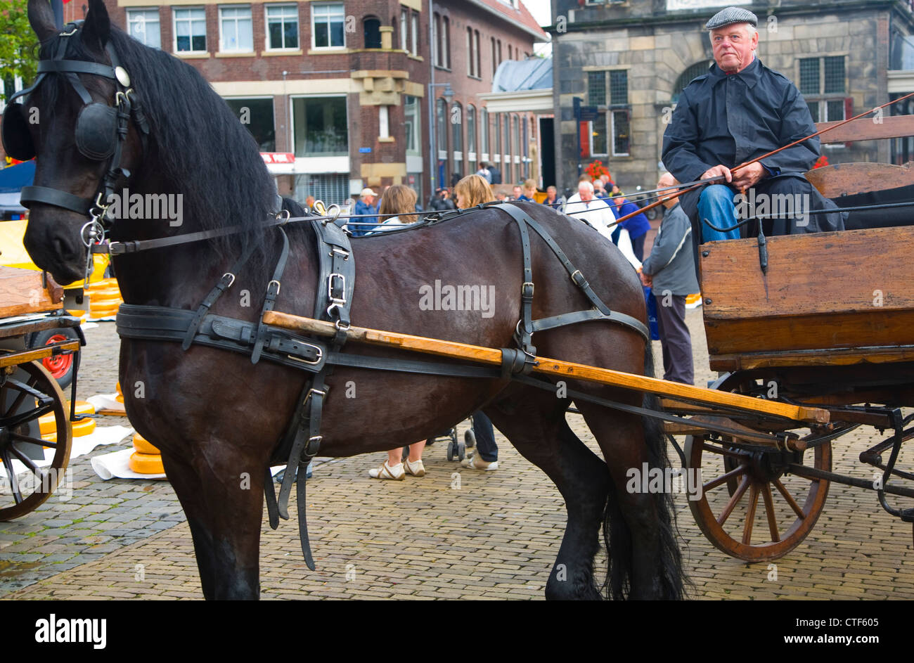 Carrozza a cavallo il mercato dei formaggi Gouda, Paesi Bassi Foto Stock