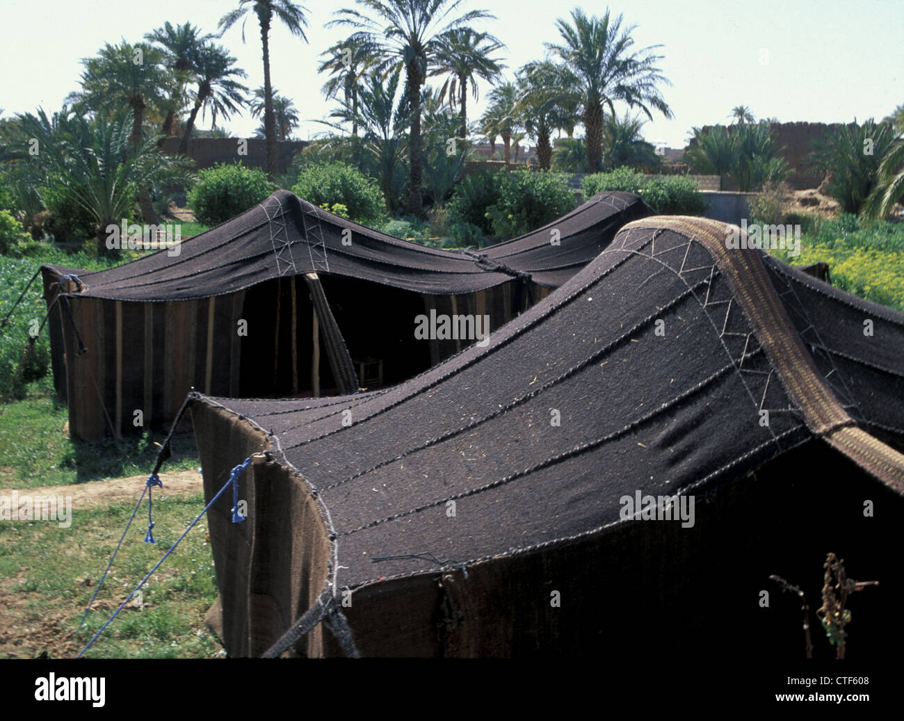 Tradizionale tende Beduino situato in un'oasi del sud, Marocco Foto Stock