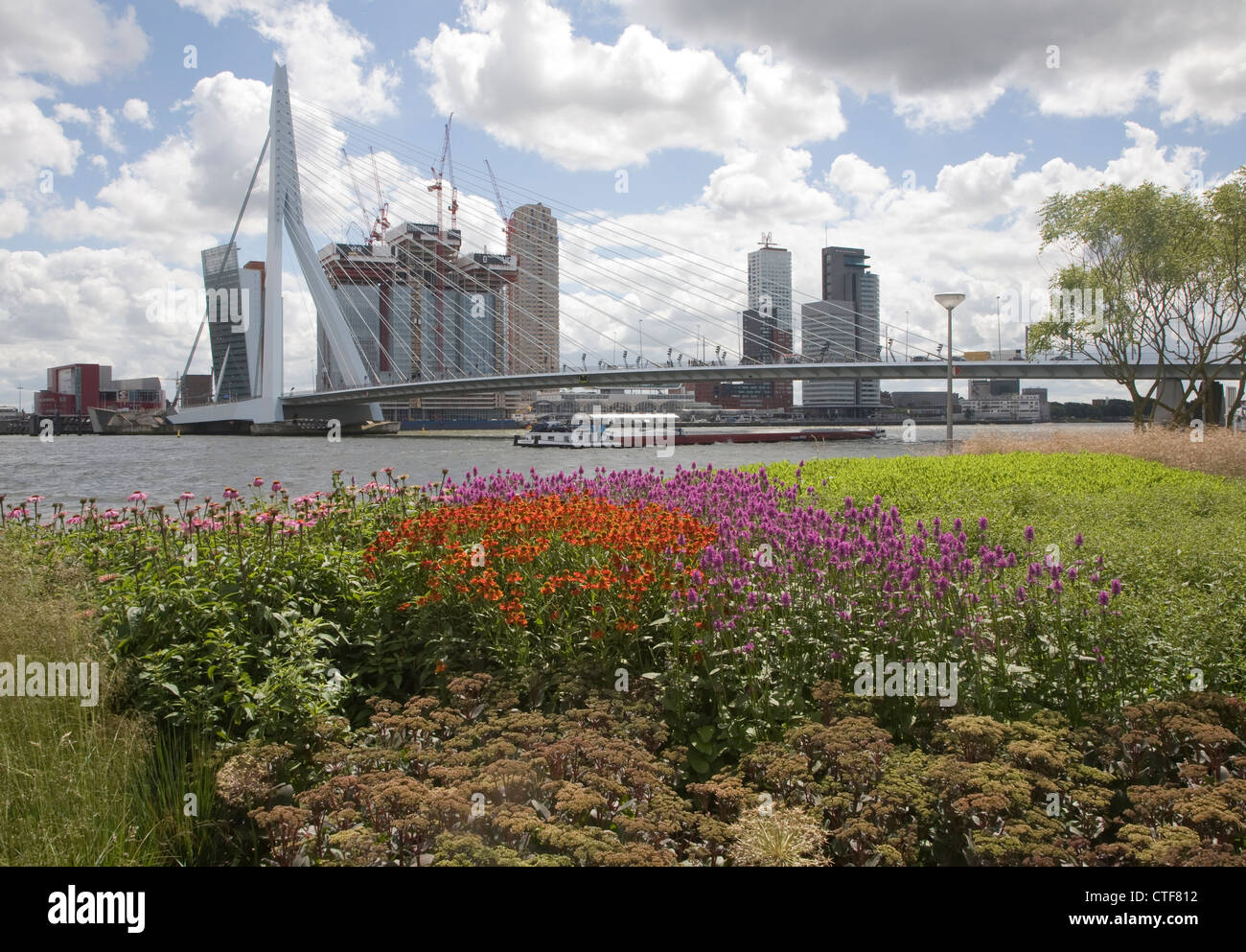 Ponte Erasmusbrug Rotterdam Paesi Bassi Foto Stock