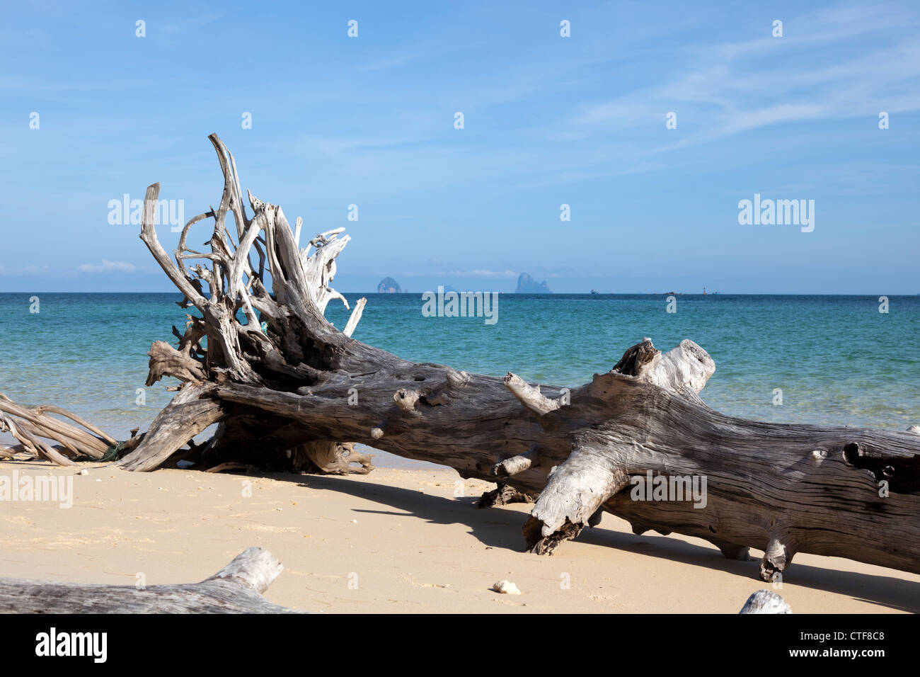 Un naturale scenic immagine presa a Bulon isola: il bolo di casuarina sradicati durante una tempesta e sinistra sulla spiaggia (Thailandia) Foto Stock