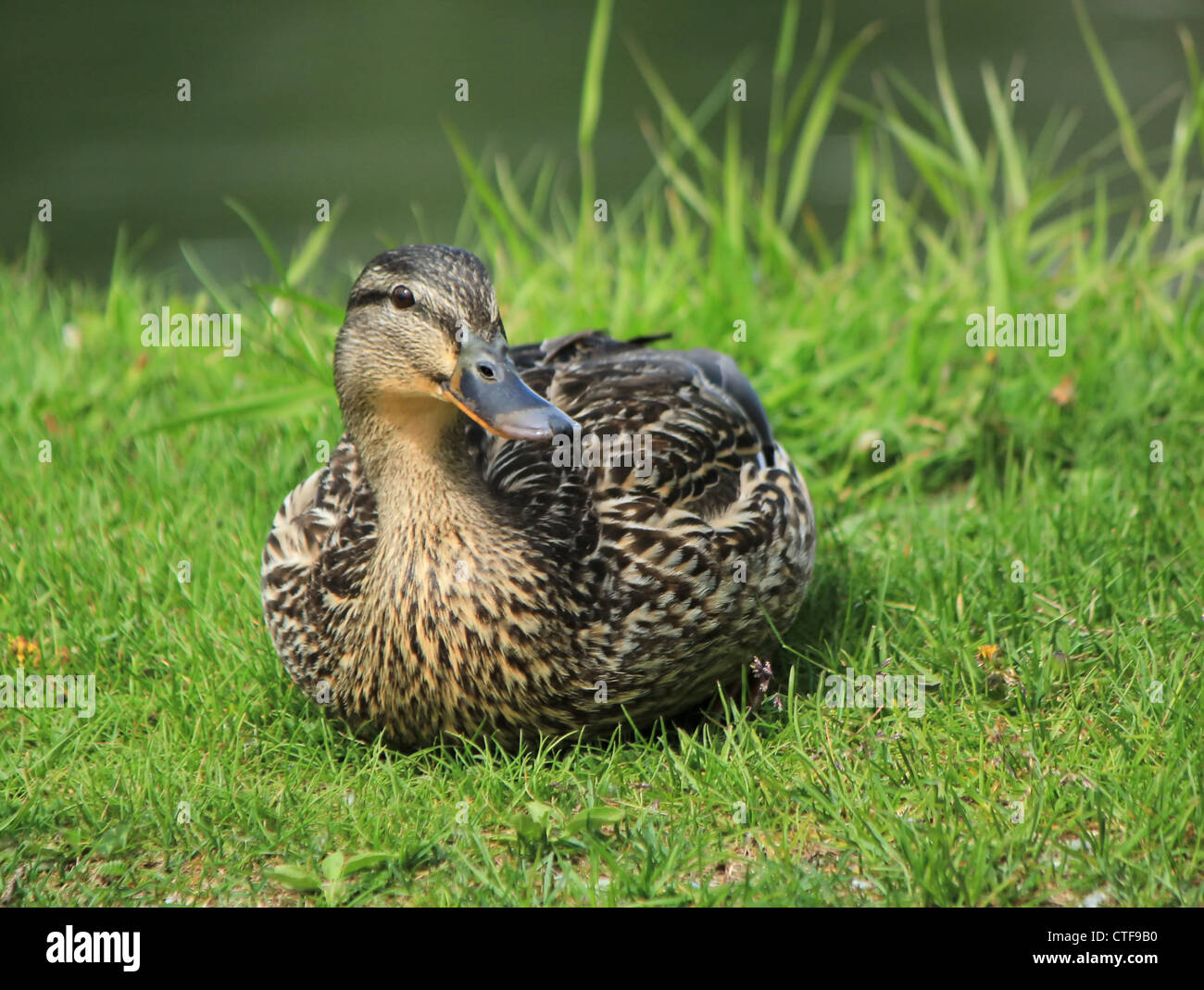 Femmina Mallard duck seduto sull'erba verde accanto al lago e guardando il fotografo Foto Stock