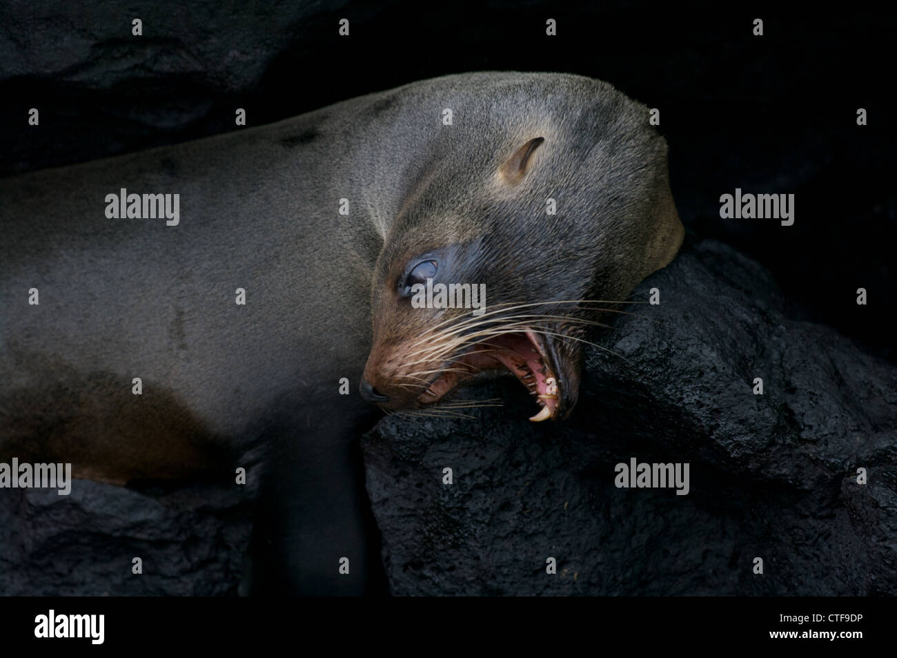 Un galapagos pelliccia sigillo (arctocephalus galapagoensis) mostra i suoi denti mentre sbadigli, su santiago in le isole Galapagos, Ecuador. Foto Stock