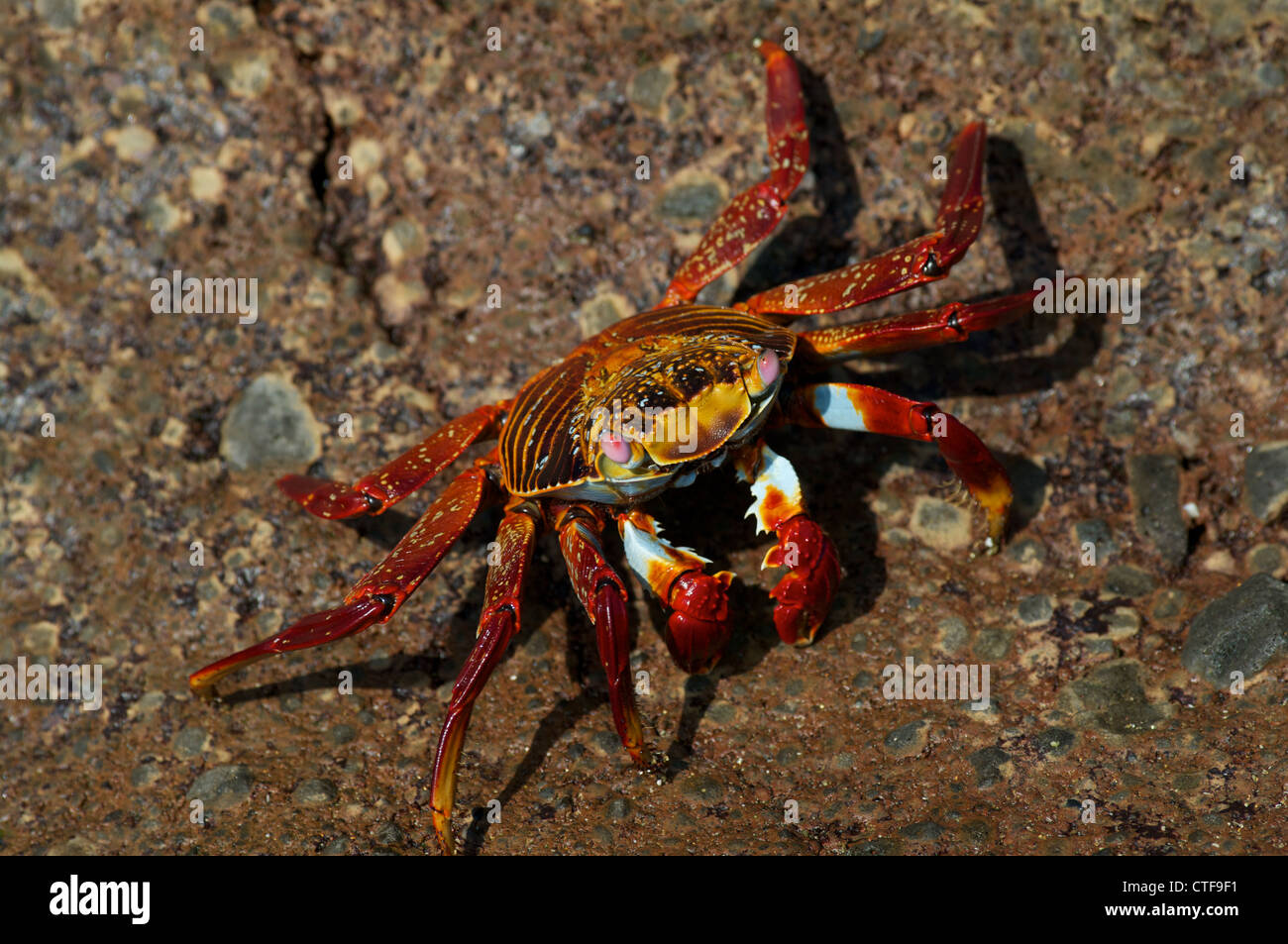 A sally lightfoot crab (grapsus grapsus) sul litorale vulcanico di isola Floreana nelle isole Galapagos, Ecuador. Foto Stock