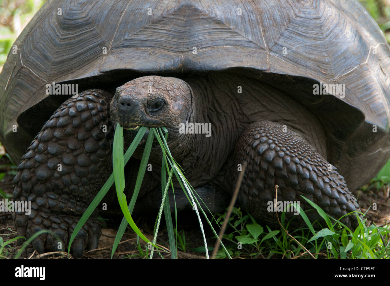 Un selvaggio santa cruz La tartaruga gigante (chelonoidis nigra porteri) munches su erba in le isole Galapagos, Ecuador. Foto Stock
