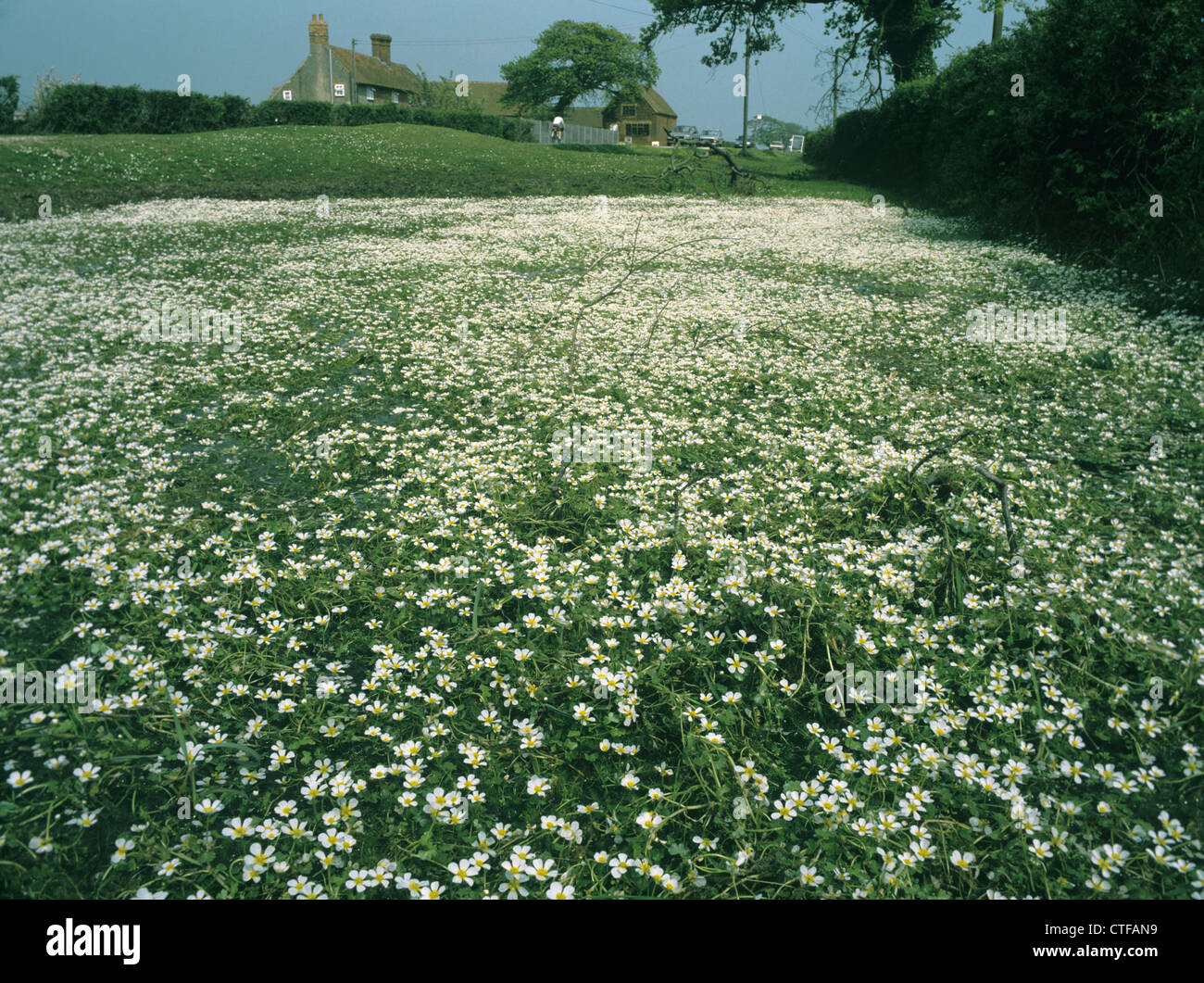 Acqua di stagno-stella Ranunculus peltatus (Ranunculaceae) Foto Stock