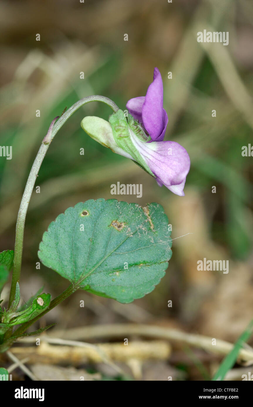Cane COMUNE-Viola Viola riviniana (Violaceae) Foto Stock