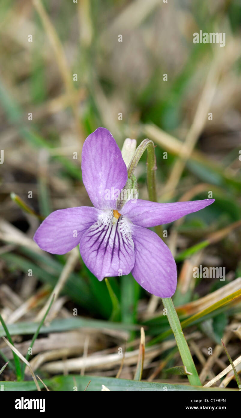Cane COMUNE-Viola Viola riviniana (Violaceae) Foto Stock