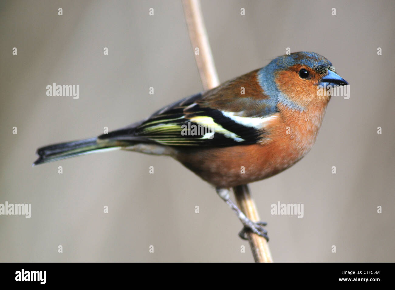 Un maschio di fringuello su un ramoscello REGNO UNITO Foto Stock