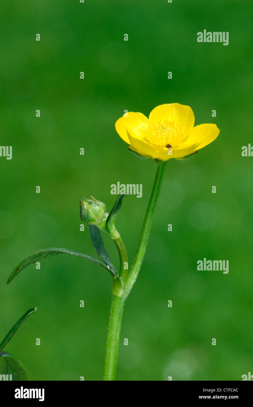 Ranuncolo strisciante Ranunculus repens (Ranunculaceae) Foto Stock