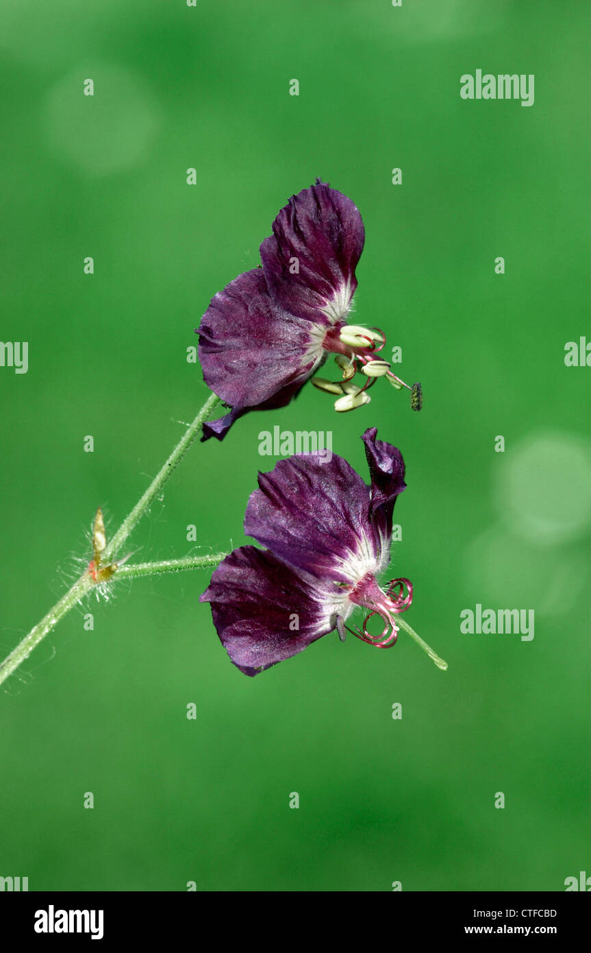 DUSKY CRANE'S-BILL Geranium phaeum (Geraniaceae) Foto Stock