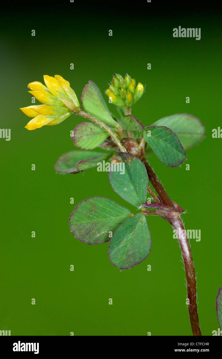 Minore di trifoglio di luppolo Trifolium dubium (Fabaceae) Foto Stock