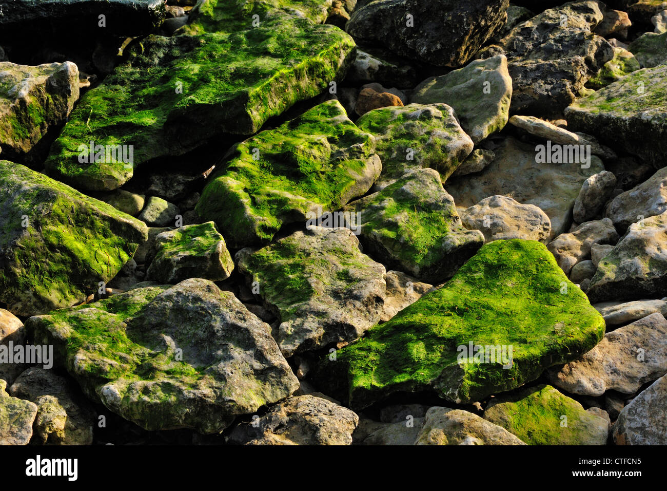 Rocce calcaree rivestita con alghe lungo la riva del Lago Winnipeg Hecla/Mola Parco Provinciale, Manitoba, Canada Foto Stock