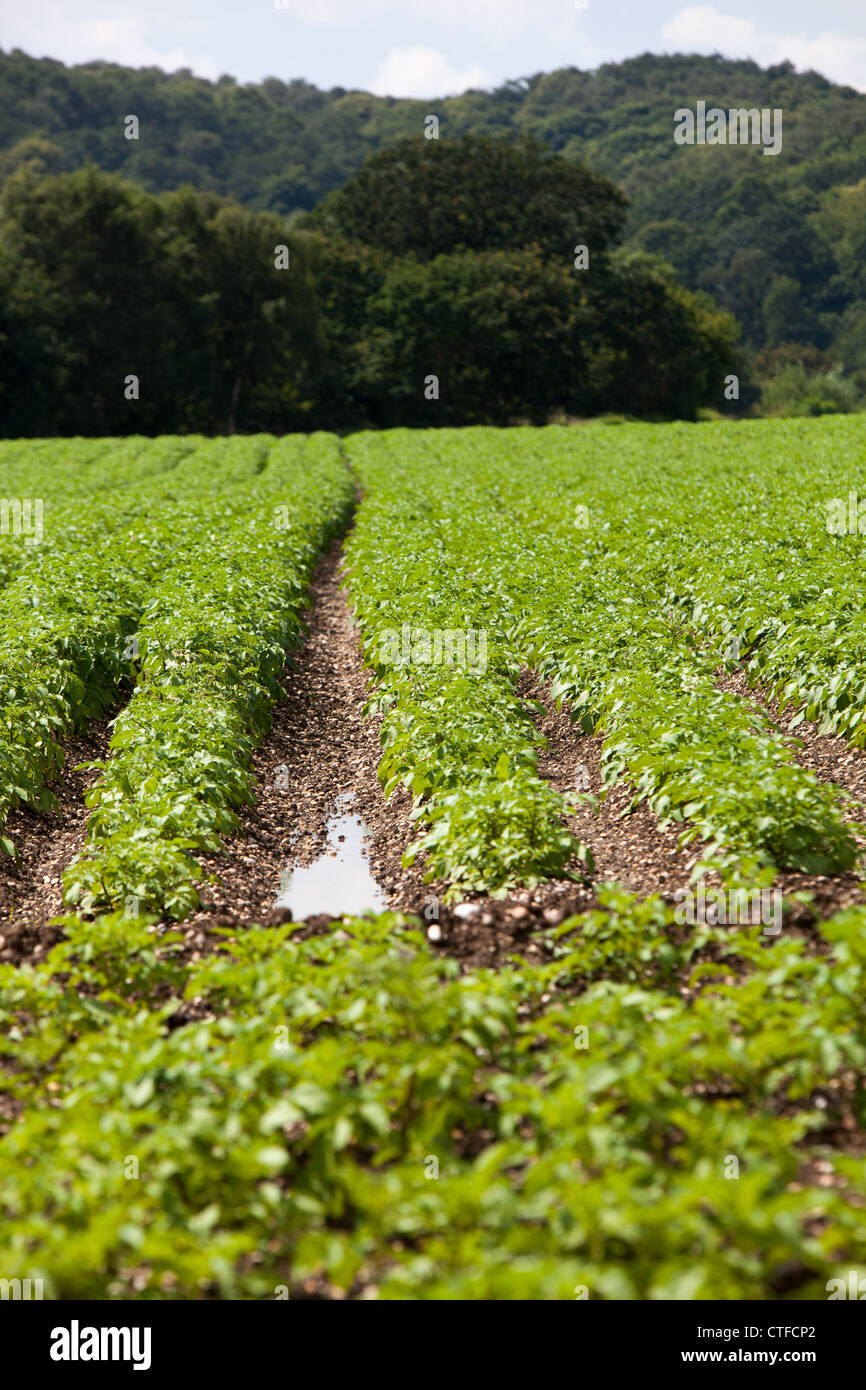 Il raccolto di patate in un campo saturo di acqua. Righe di patate in crescita, una verde siepe in background. Foto Stock