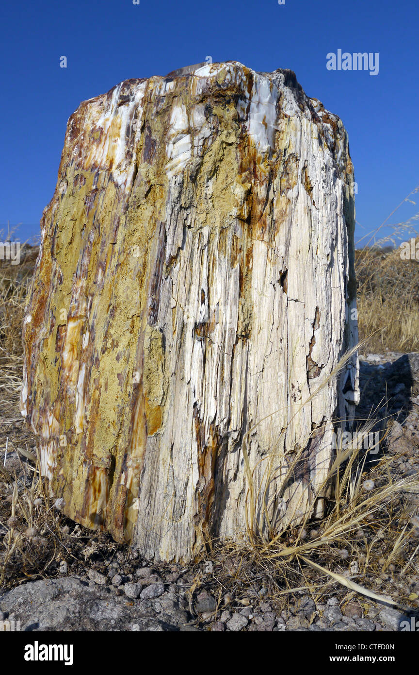 Fossile di un intero tronco di albero Foto Stock