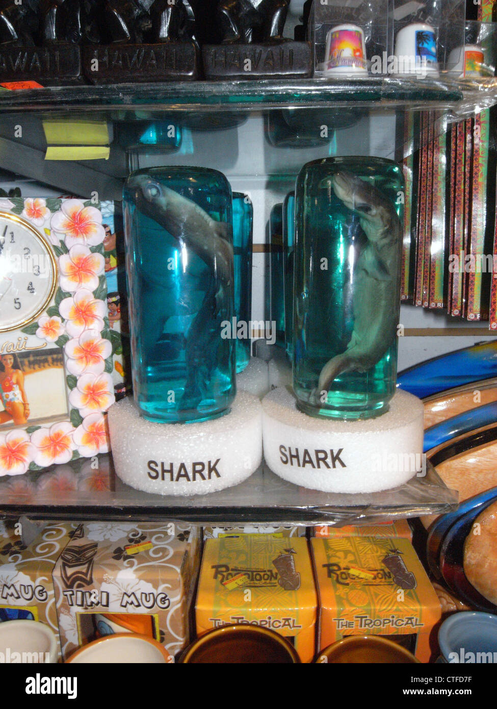 Baby squali conservate in alcole disponibile per la vendita in un negozio di souvenir, Waikiki, Honolulu, Stati Uniti d'America Foto Stock