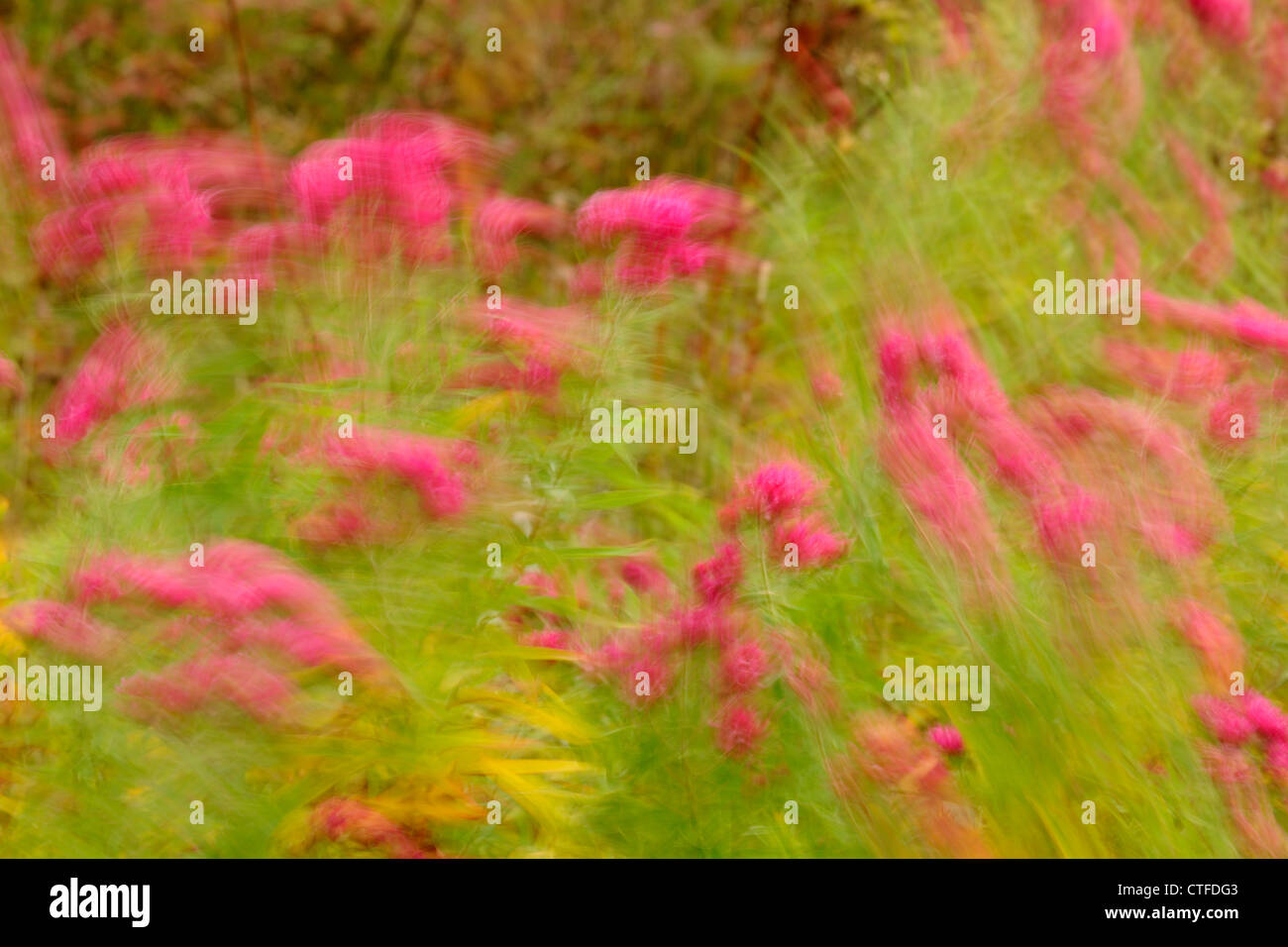 Fiori mossi dal vento immagini e fotografie stock ad alta risoluzione -  Alamy