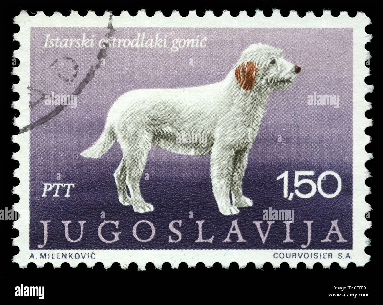 Iugoslavia - circa 1988: un timbro stampato in Jugoslavia mostra la grossa Istriana con capelli hounds dalla serie 'Dogs', circa 1988 Foto Stock