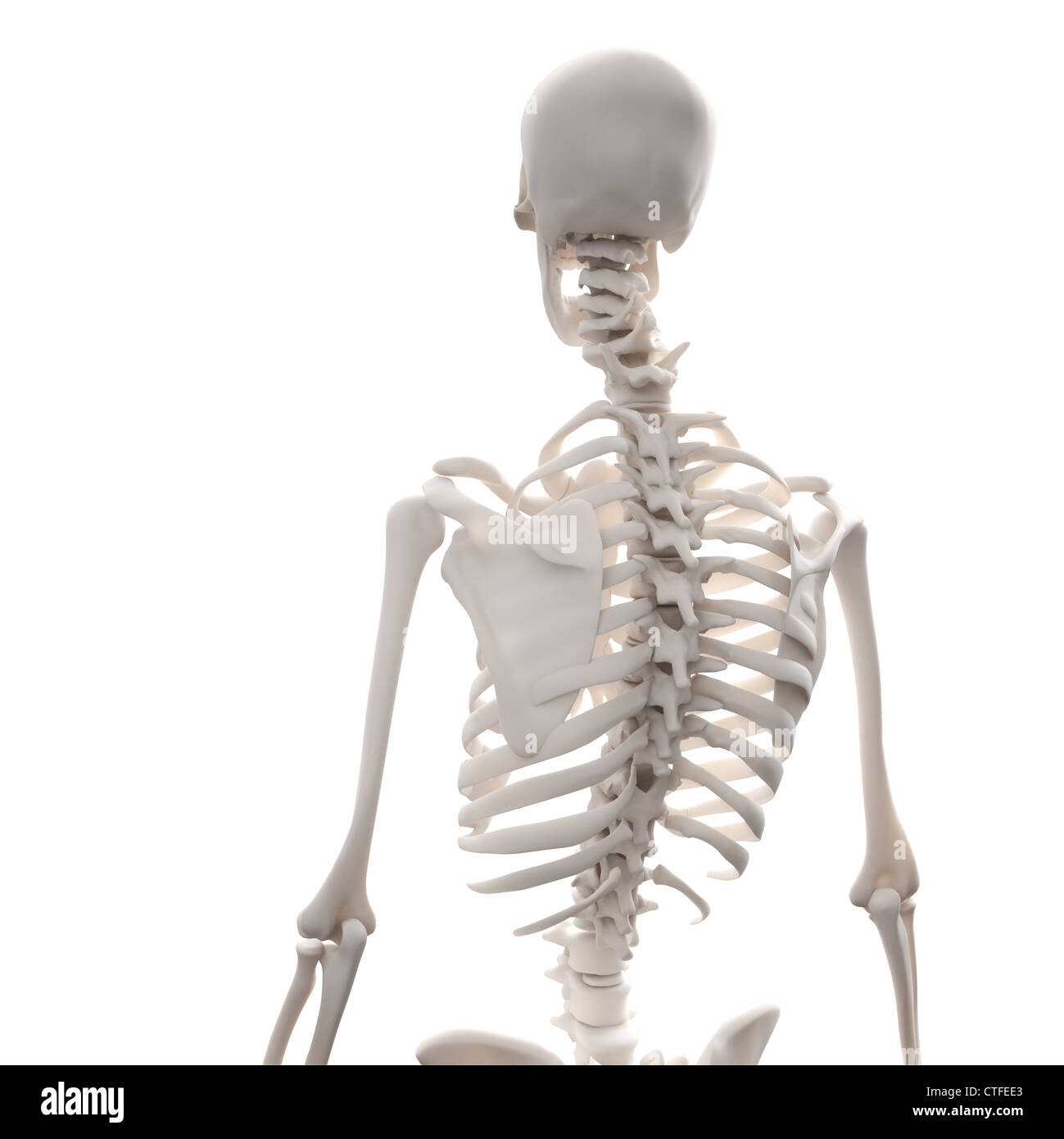 Scheletro umano - 3D illustrazione medica Foto Stock