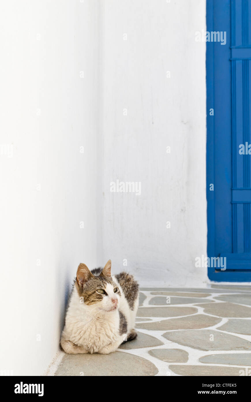 Gatto contro un muro bianco a Serifos, Cicladi Grecia Foto Stock