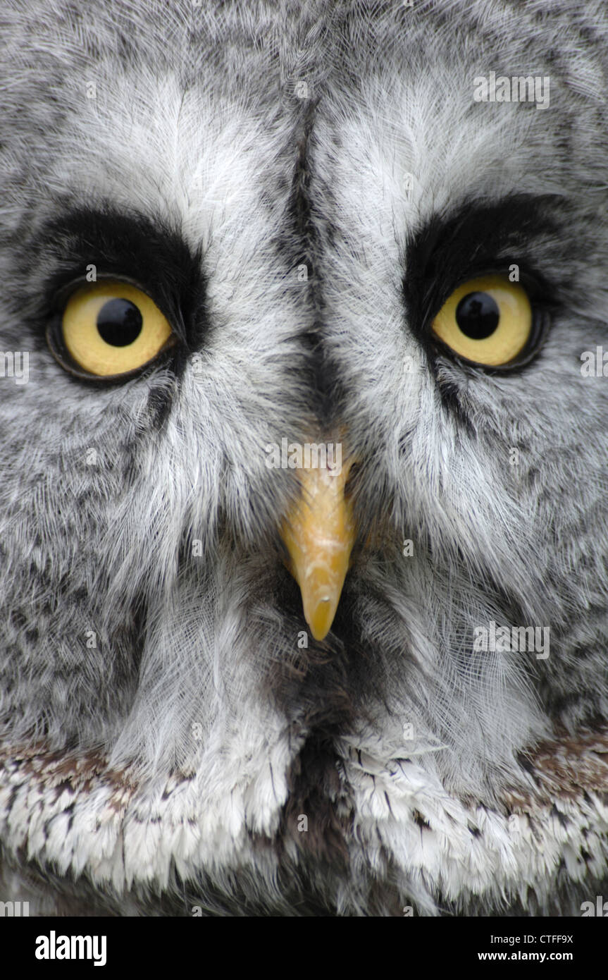 Una chiusura del volto di un grande gufo grigio Foto Stock