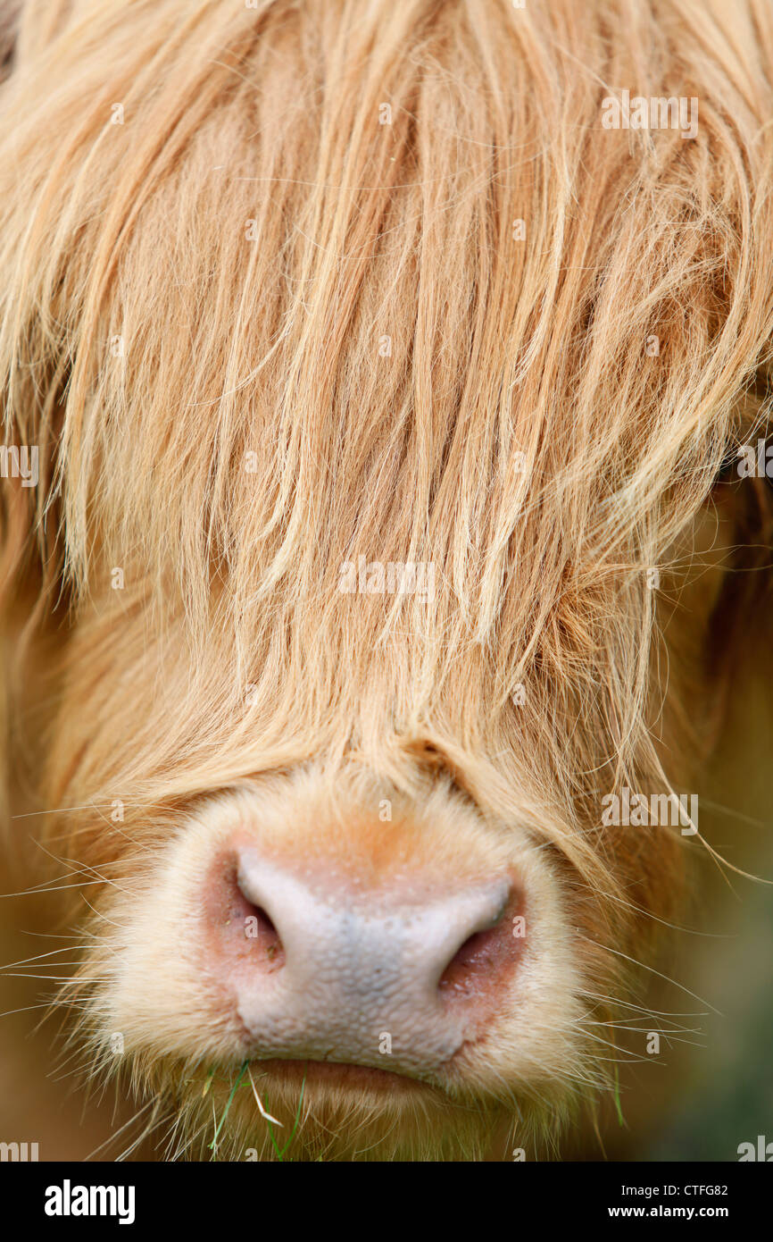 Chiudere verticale di highland testa di vacca con i capelli sulla faccia Foto Stock