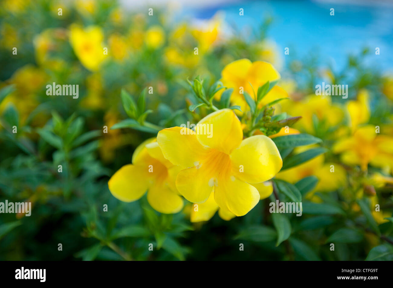 L'Allamanda, noto anche come campana gialla, Golden tromba o il ranuncolo fiore, appartenente alla famiglia dogbane (Apocynaceae) Foto Stock