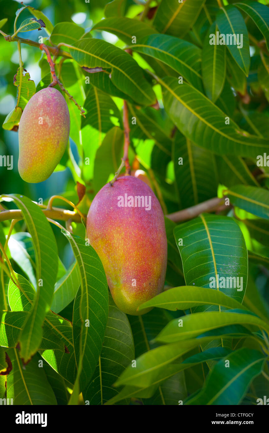 Alimenti producono frutta - manghi maturi appendere in una struttura ad albero sulla isola di Nevis nei Caraibi West Indies Foto Stock