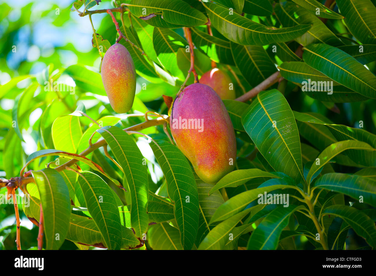 Alimenti producono frutta - manghi maturi appendere in una struttura ad albero sulla isola di Nevis nei Caraibi West Indies Foto Stock