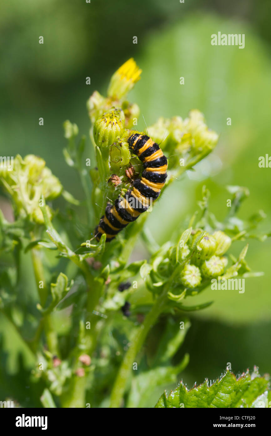 Il cinabro Caterpillar (Tyria jacobaeae) alimentazione su un impianto Foto Stock