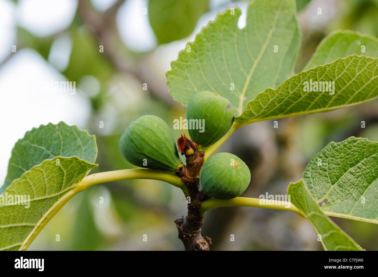 Le figure che cresce su un albero di fico Foto Stock