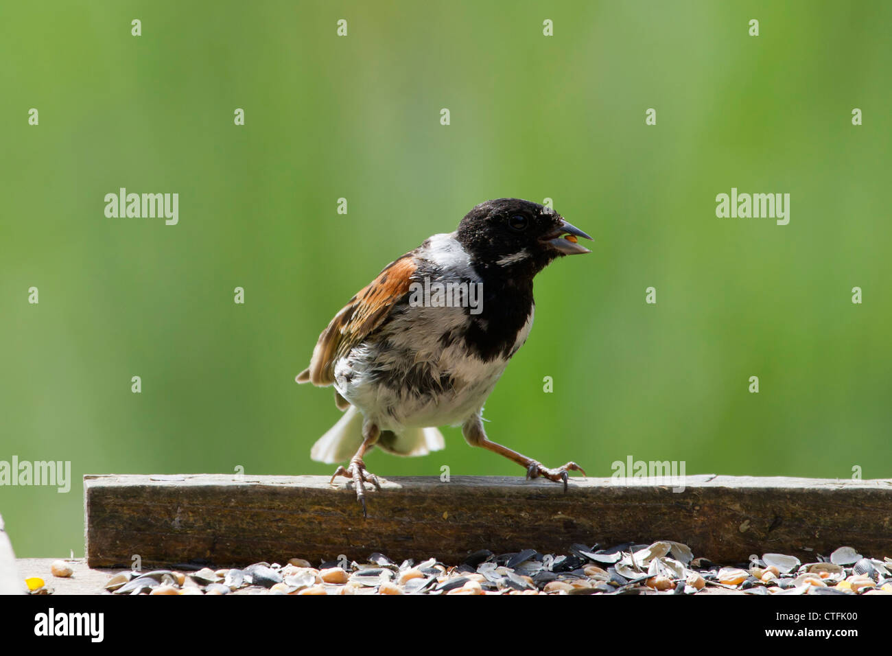 Reed Bunting appollaiato su un tavolo di alimentazione Foto Stock