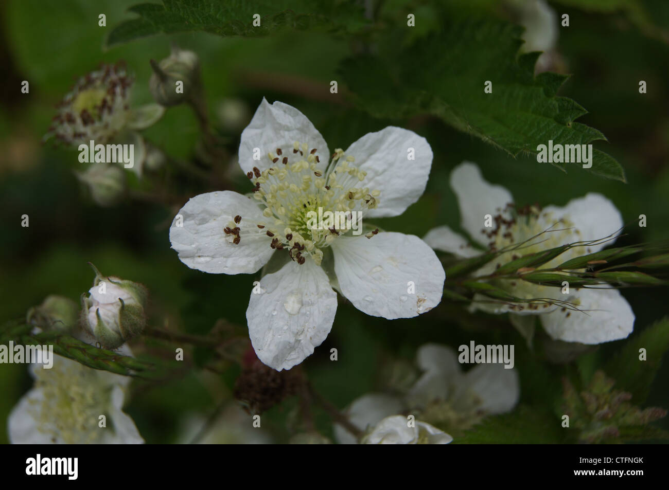 Immagine ravvicinata di un rovo blossom dopo che aveva piovuto. Fotografia scattata a Haugh, Bradford on Avon, Wiltshire, Regno Unito Foto Stock