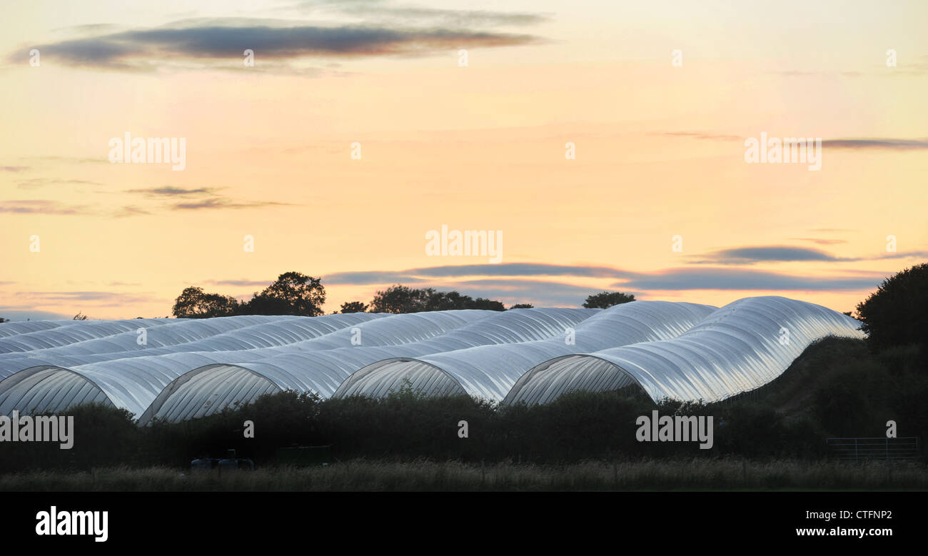 Agricola poli gallerie contro il cielo al tramonto IN CAMPAGNA RE agricoltura serra serra paesaggio intensivo di protesta degli agricoltori REGNO UNITO Foto Stock