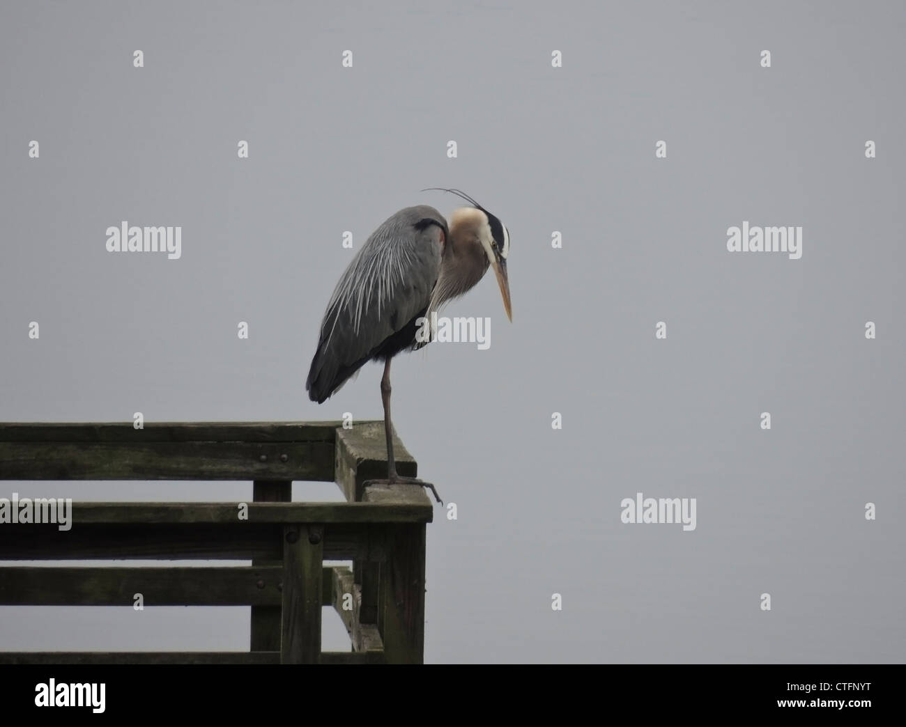 Un Airone blu (Ardea erodiade) sorge in bilico per la pesca in lago Nickajack, Tennessee. Foto Stock