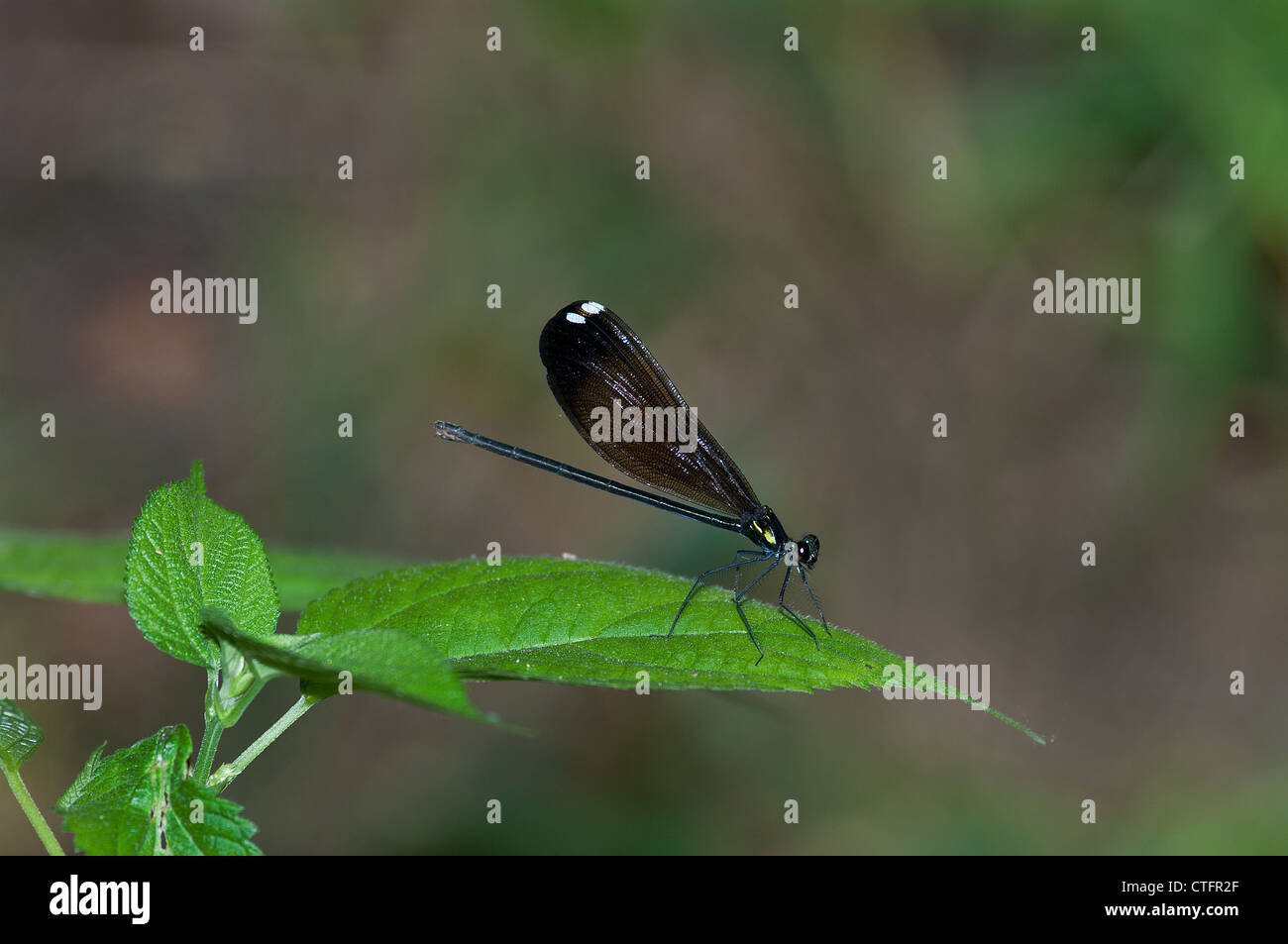 Ebano Jewelwing femmina, Calopteryx maculata, Damselfly Foto Stock