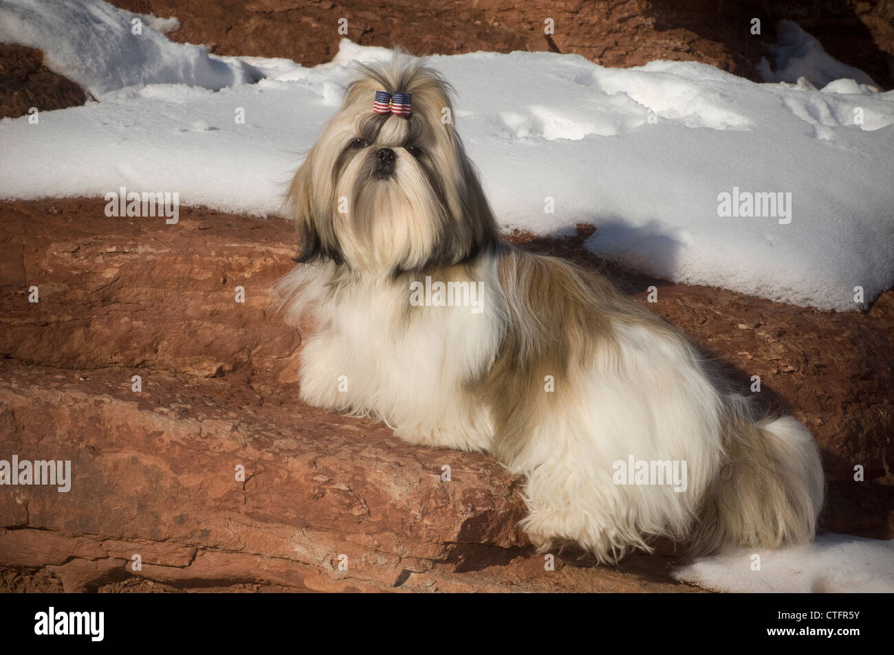 Shih Tzu permanente sulla roccia nevoso Foto Stock
