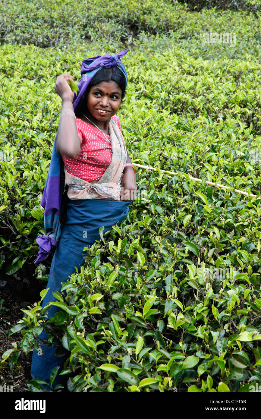 Donna Tamil spennatura le foglie di tè, Nuwara Eliya, Hill Country, Sri Lanka Foto Stock