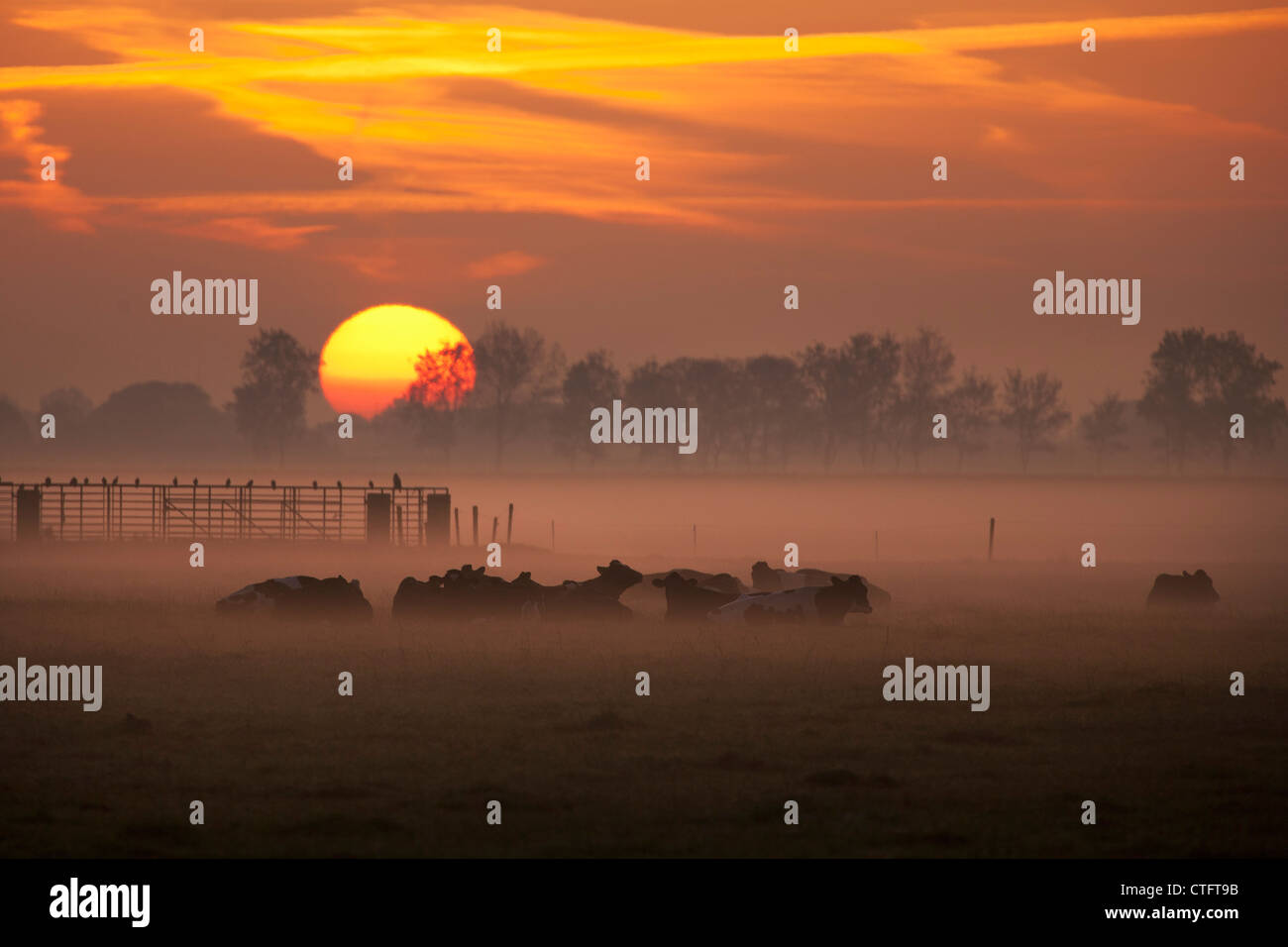 I Paesi Bassi, Noord Beemster, Beemster Polder, sito Patrimonio Mondiale dell'UNESCO. Le mucche in nebbia di mattina. Sunrise. Foto Stock