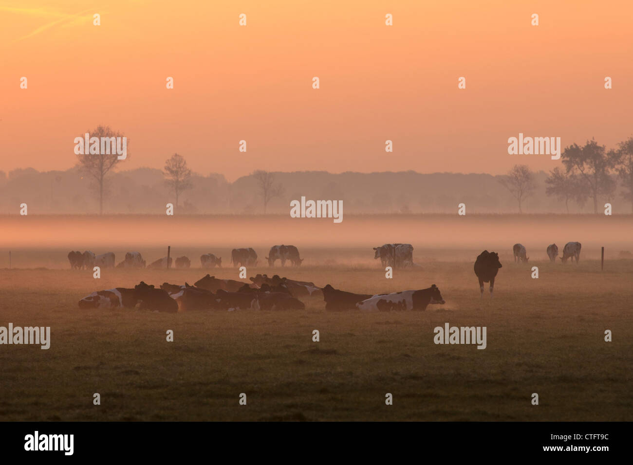 I Paesi Bassi, Noord Beemster, Beemster Polder, sito Patrimonio Mondiale dell'UNESCO. Le mucche in nebbia di mattina. Foto Stock