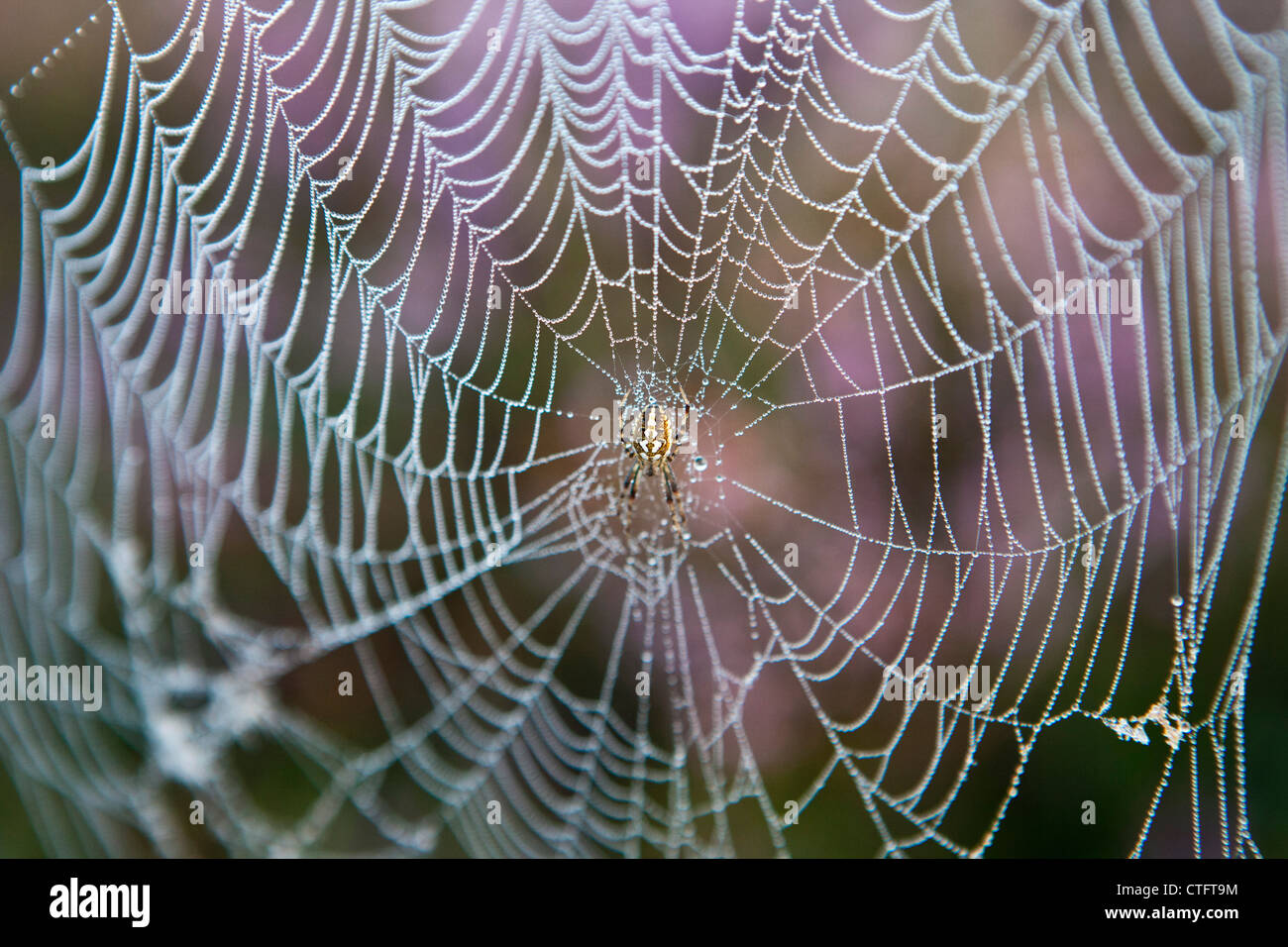 I Paesi Bassi, Bussum, la mattina presto, fioritura Heath. Ragno nel web. Foto Stock