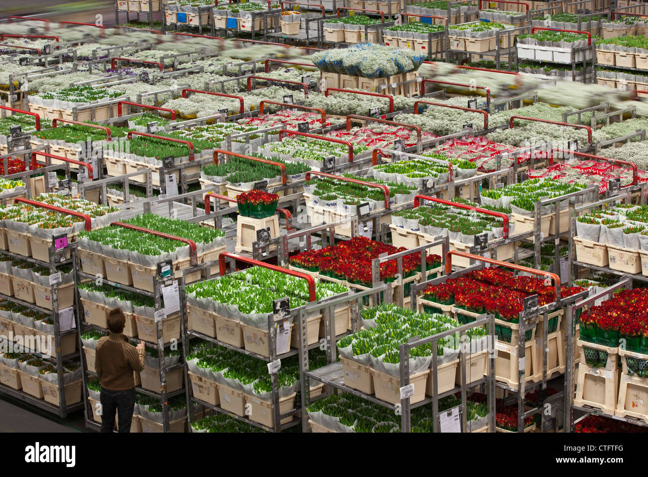 I Paesi Bassi, Aalsmeer, FloraHolland, più grande asta di fiori del mondo. Foto Stock